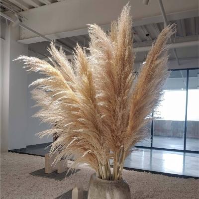 China Valentine's Day Gift VPX1427 Factory Wholesale Price Flowers Elegant Natural Dry Fluffy Pampas Grass Great For Home Decoration for sale