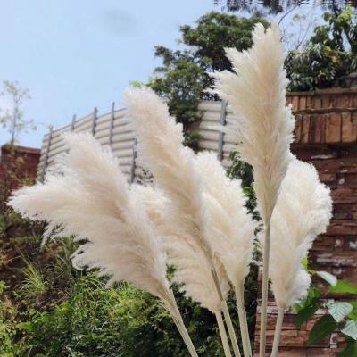 China VPX1453 SumFlora 2022 Concert Tall Decor Wedding Event Large Pampas Grass Beige Grass Wedding Event Pampas Grass Large Fluffy Decoration Home for sale