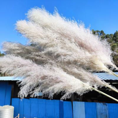 China Factory direct sale dry artificial pampas grass wedding large bouquet flowers VPX1029 flower decoration dry pampas grass flower for sale