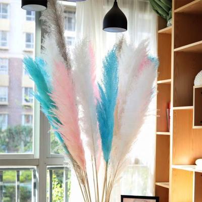 China Hot Selling Natural Colorful Pampas Grass Amazon Yunnan Qingdao Large Eco-Friendly Bouquet 3VPX804 Decor Pampas For Wedding Home Decoration for sale