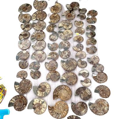 China Wholesale Ammonite Shell Fossils For Home Decoration Rainbow Conch Crystal Craft Natural Cut Pairs China Size Large for sale