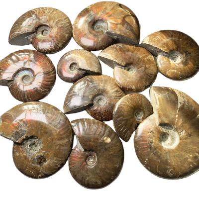 China Wholesale Ammonite Shell Fossils For Home Decoration From Crystal Craft Natural Rainbow Conch From China Big Size for sale