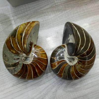 China China best quality natural nautilus shell parrot fossil conch for sale decoration for sale