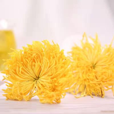 China 100% Chinese Natural Gold Chrysanthemum Flower Chrysanthemum Flower Tea Flower Blooming Herbals Flower Tea Powder for sale