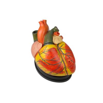 China Medical School Enlarged 5 Times 3 Plastic Anatomical Human Heart Model Detachable Parts for sale