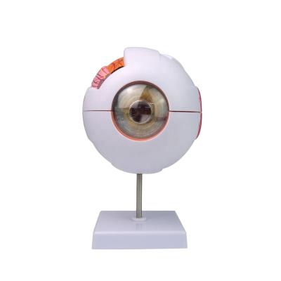 China Medical School Enlarged 6 Times Human Eye Anatomical Model Detachable Parts 6 for sale