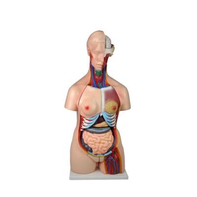 China Bisexual Human Half Body Manikin Organ Teaching Model,Human Body Torso Anatomy Anatomical Model for sale