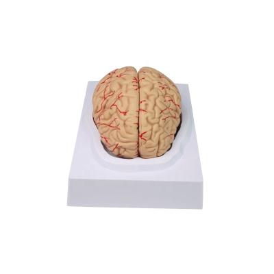 China Medical School Human Organ Brain Model Anatomical Plastic Detachable 8 Parts for sale