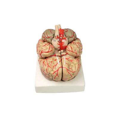 China Medical School Human Organ Brain Model Anatomical Plastic Detachable 8 Parts With Cerebrovascular for sale