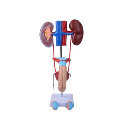 China Genitourinary Male Model of Medical and Reproductive System, Prostate Kidney Anatomy Model, Anatomical Urogenital System for sale