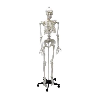 China 170cm/180cm Medical School Plastic Human Skeletal Anatomical Model, Advanced Detachable Bone Model for sale