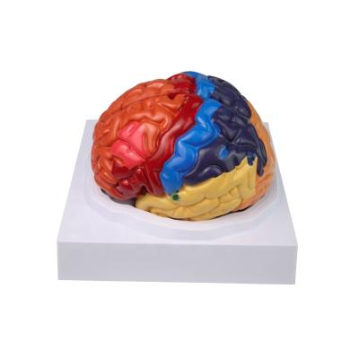 China Medical School Human Brain Anatomical Plastic Colorized Model 2 Detachable Parts With Cerebral Artery for sale