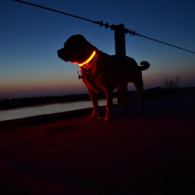 China USB LED Pet Collar Lights Rechargeable Adjustable Flashing Light Dog Collar With Solar Panel for sale