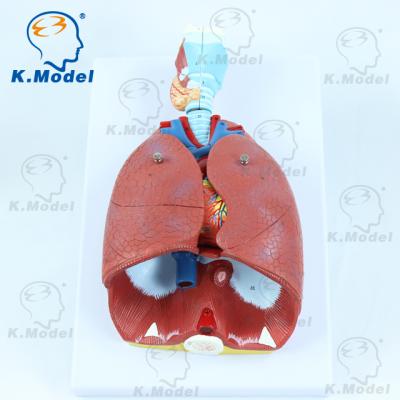 China PVC Biology Larynx Heart and Lung Anatomy Model Model for Students Learning School Supplies for sale