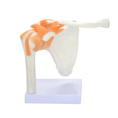 China PVC Shoulder Joint Model with Ligament CE PVC Anatomy Model for School Study for sale