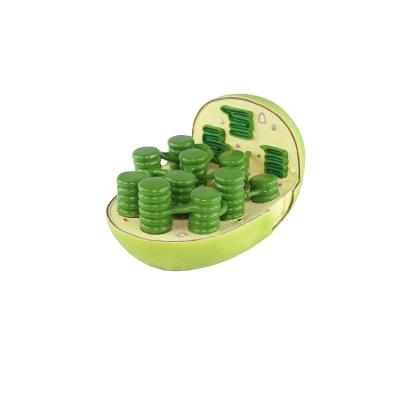 China Educational Chloroplast Model PVC KS-C3 Biology Model for Student for sale