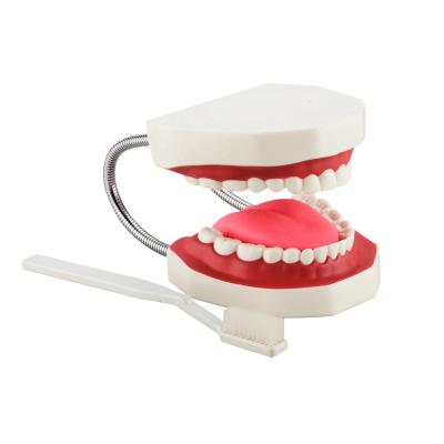 China CBM-002A hospital dental model (32 teeth with toothbrush), tooth model teaching medical anatomical model for sale