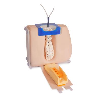 China Hospitals Lumbar Puncture Training Model KSM-161 for sale