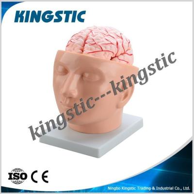 China With arteries on the main brain with arteries on the head (9 parts), medical anatomy Brain Model for sale