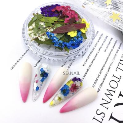 China Easy Apply 2022 Nail Supplies Mixed Well Sell Mixed Dry Flower Nail Art Factory Package Various Styles for sale