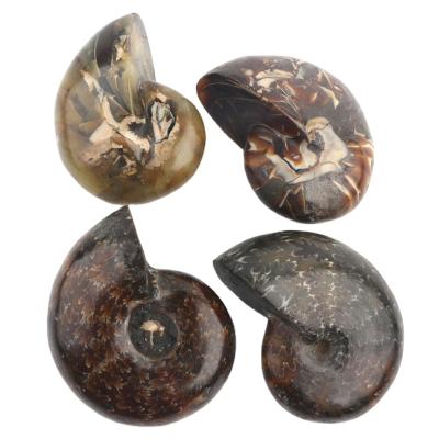 China China Natural Ammonite Specimen Conch Fossil Mineral Fossil for sale