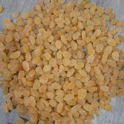 China Wholesale Low Price High Quality Golden Raisin Raisins Raisin for sale