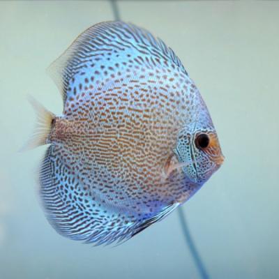 China Wholesale Best Selling Stocked Discus Aquarium Fish - Live Discus Fish Various Types and Colors for sale