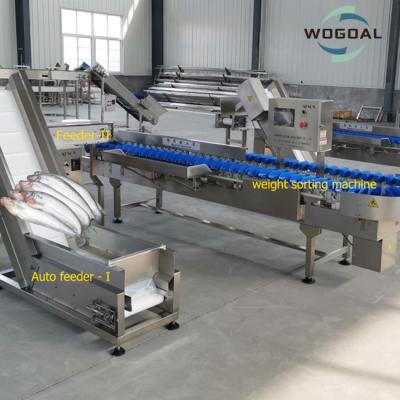 China Famous accessories fish grading machine / prawn grader / prawn sorter for sale