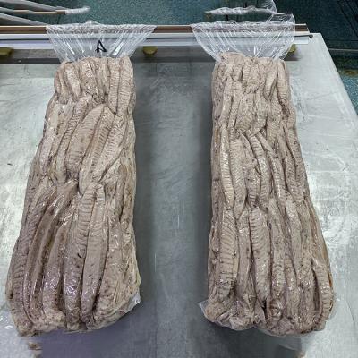 China FROZEN 2021 wholesale fresh bonito fish bone bonito loin fish for sale for sale