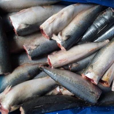 China FROZEN Sardine HGT Mackerel HGT Mackerel Frozen Pacific Fish for sale