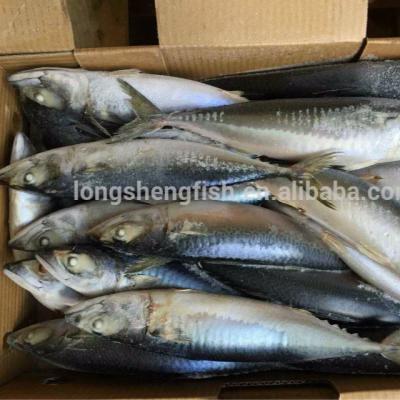 China 2021 Hot Sale Chinese Mackerel Round 200-400G 300-500G JELLY FAO 61 Whole Origin China for sale