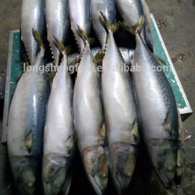 China Hot Selling Frozen Pacific Mackerel FROZEN WR Cheap Scomber Fresh Frozen Seafood Japonicus Prices for sale