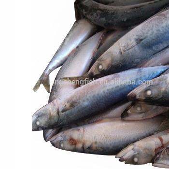 China Cheap Price Chinese Mackerel FROZEN Hot Selling Japanese Mackerel For Dar Es Salaam for sale