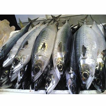 China Good quality and freshness FROZEN seafood mackerel frozen fish for sale