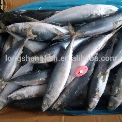 China Best Cheap Cheap Price Seafood Hot Selling Frozen Pacific Mackerel For Africa Market for sale