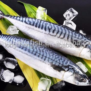 China FROZEN neatly arrange small price big size fresh frozen Pacific mackerel scomber land japonicus for EU market for sale