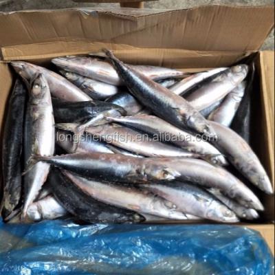 China Hot Selling Pacific Scomber FROZEN White Belly Mackerel Saba japonicus from China for sale