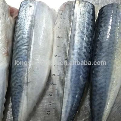 China FROZEN neatly arrange Frozen Mackerel HGT Scomber HGT Frozen Mackerel HGT for smoking for canning. for sale