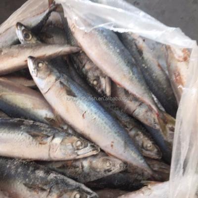 China Cheap Price FROZEN Hot Selling Chinese Mackerel With Cheap Price Scomber China Origin Japonicus for sale