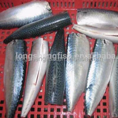 China New Hot Selling Fresh Catch Seafood FROZEN Cheap Price Frozen Mackerel Fish HGT Pacific Mackerel for sale