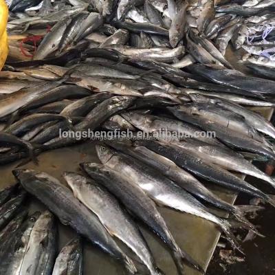 China FROZEN King Fish Niphonius Scomberomorus Spanish Mackerel for sale