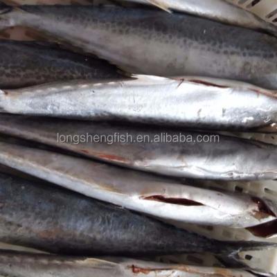 China Hot Selling Cheap Price FROZEN Gutted IQF Frozen Spanish Mackerel Scaled For EU Market for sale