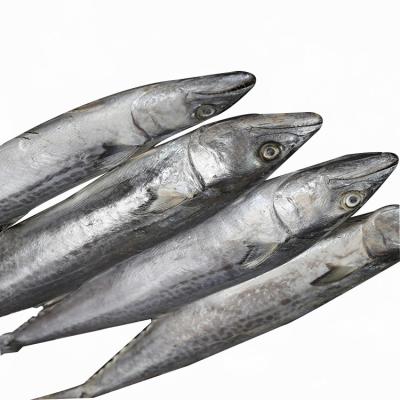 China FROZEN Cheap Fish Spaniard Mackerel Spanish Mackerel Frozen Mackerel Spanish Mackerel On Sale for sale