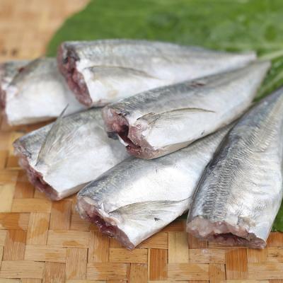 China FROZEN 2021 japan hgt frozen saurels saurels new catching fresh seafood on sale for sale