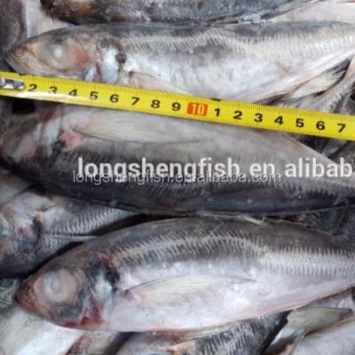 China Cheap Price FROZEN Hot Selling Frozen Saurels (trachurus japonicus) (trachurus trachurus) | Jurel | carapace | horse mackerel for sale