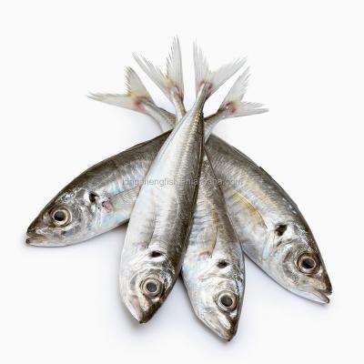 China Hot Selling Frozen Pacific Mackerel FROZEN High Quality Cheap Price Sea Fish Indian Mackerel for sale