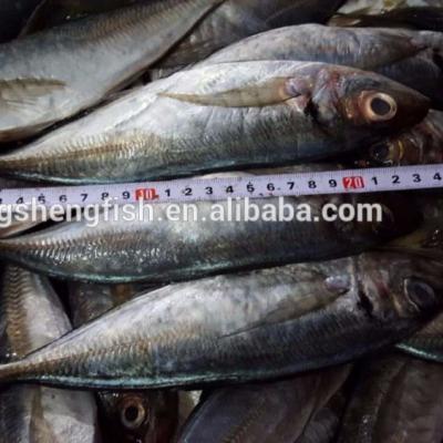 China Good Prices FROZEN Big Size Saurels Fresh Frozen Mackerel Fish For Africa Dar Es Salaam for sale