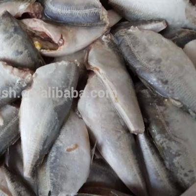 China Cheap price FROZEN hot sale fresh sea fish for sale large common frozen saurel HGT for sale