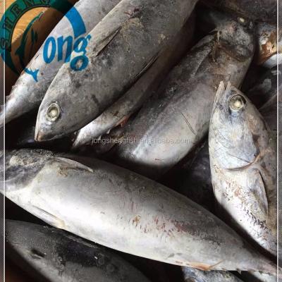 China Hot Selling FROZEN Orientalis WR HGT Sarda Auxis Thazard round cheap price frozen bonito fish whole loins for canning for sale