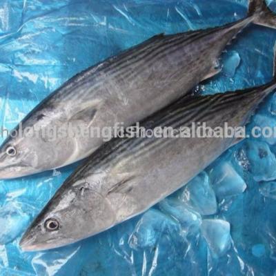 China Cheap Price FROZEN Auxis Thazard Seafrozen Hot Selling Whole Round Stripped Bonito for sale